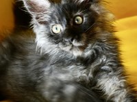 Kalitenin Adresi Big Claw Maine Coon