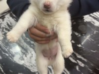 Pomeranian yavru 2 aylık