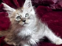 Türkiyenin Tek Tescilli Şampiyonundan Maine Coon