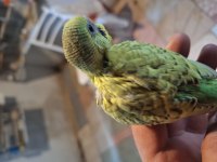 Yaz kampanyası kafesini al gel kuşu kap götür