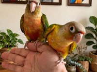 Pineaple hıgh red conure bebek