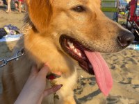 golden retriever bebek