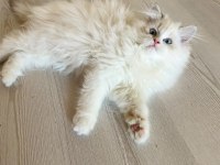 Ayrıcalıklı Olmak İsteyenlere Ragdoll