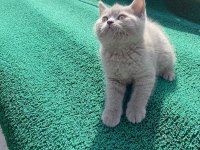 Nadir güzellikte british shorthair