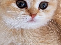 British shorthair golden
