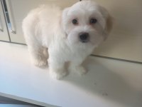 Safkan maltese yavrular