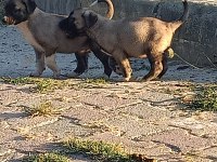 Sivastan özel getirttim kangal köpeklerin yavruları