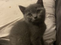 British shorthair yavrular