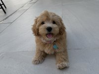 Tr nin en özel maltipoo yavruları