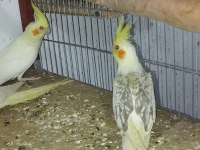 Adıma bilezikli sultan papağanı yavrular ve takımlar
