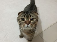 Scottish fold oğlum badem