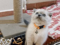 Scottish Fold Blue Point