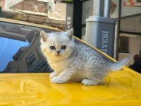 KOCA KAFA YAVRU KEDİLERİMİZ AA KALİTE SAFKANDIR