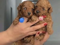 TOY POODLE SAFKAN HER RENK BOYUT MEVCUT