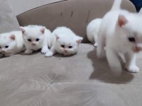 42 günlük dişi ve erkek çocuklarımıza yuva arıyoruz