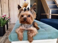 Orjinal Teacup Erkek Yorkshire Terrier 1800gr