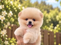 GÜLEN YÜZ AYICIK POMERANİAN BOO