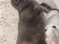 ücretsiz scottish fold kızımız