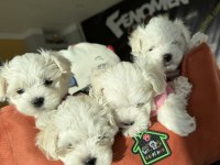 kaliteeeeee arayanlara maltipoo yavrular ankara mağazamzda