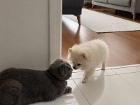 Saf 3 aylık yavru pomeranian beyaz