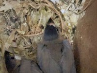 İki tane güzel ispinoz