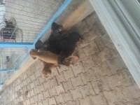 Seferihisar boxer ve kopay kırması