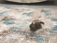 3 aylık british shorthair