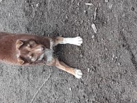 Oyuncu köpeğim