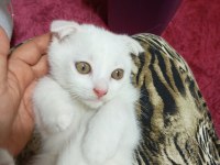 Yavru Scottish Fold