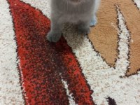 Scottish fold kedilerin yeni yuvalarını arıyoruz