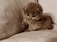 Saf Kan Scottish Fold