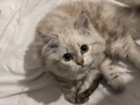4 aylık yakışıklı british longhair