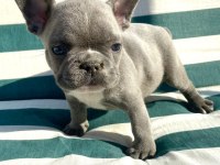 BLUE french Bulldog