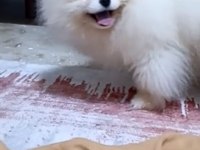 Pomeranian bebekler