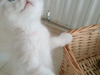 Mavi gözlü blue point british shorthair yavrular