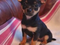 Mükemmel Pinscher Yavrularımız