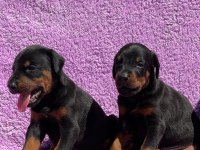 Secereli Doberman yavrularımız
