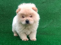 Chow chow yavrular