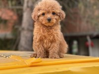 Poodle ayarında Maltipoo