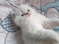 Maviş Gözlü British Shorthair Bebekler