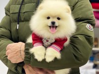 Pomeranian boo beyaz erkek 2 aylık