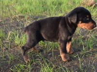 Europa doberman yavrular