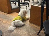 7 Aylık Maltese Terrier Erkek Eğitimli