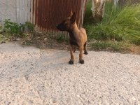 2 Aylık Dişi Belçika Kurdu Sağlıklı Veteriner Kontrolünde