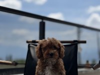 Çift Renk Toy Poodle Yavrumuz Yeni Yuvasına Hazır