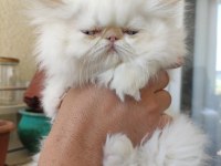 8 NİSAN DOĞUMLU İRAN KEDİSİ RED POİNT BEBEKLER