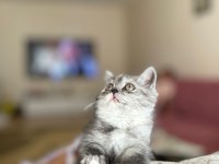 2.5 3 aylık British Shorthair Chinchilla yavrusu