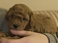 Toy Poodle Bebekler