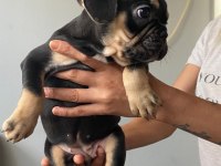 French bulldog black tan