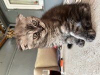 Yeni aile üyeleri aranıyor minik kedilere